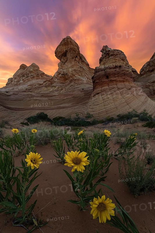 Dramatic sunset skies blaze above the unique rock formations of Coyote Buttes in the Paria Canyon-Vermilion Cliffs Wilderness, Arizona, USA, with bright yellow desert sunflowers, Geraea canescens in the foreground