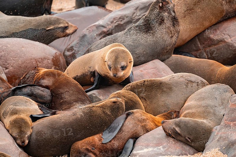 Seal colony, fur seal, Cape fur seal (Arctocephalus pusillus), Cape Cross, Atlantic coast, Namibia