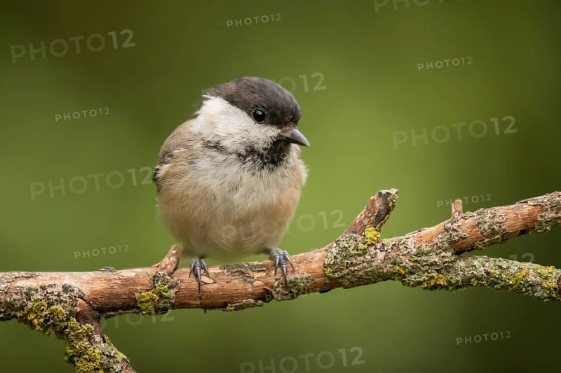 Willow Tit (Poecile montanus) perched on a branch, Lower Saxony, Germany