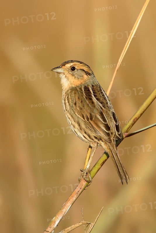 Nelson's Sparrow (Ammodramus nelsoni), Texas, USA