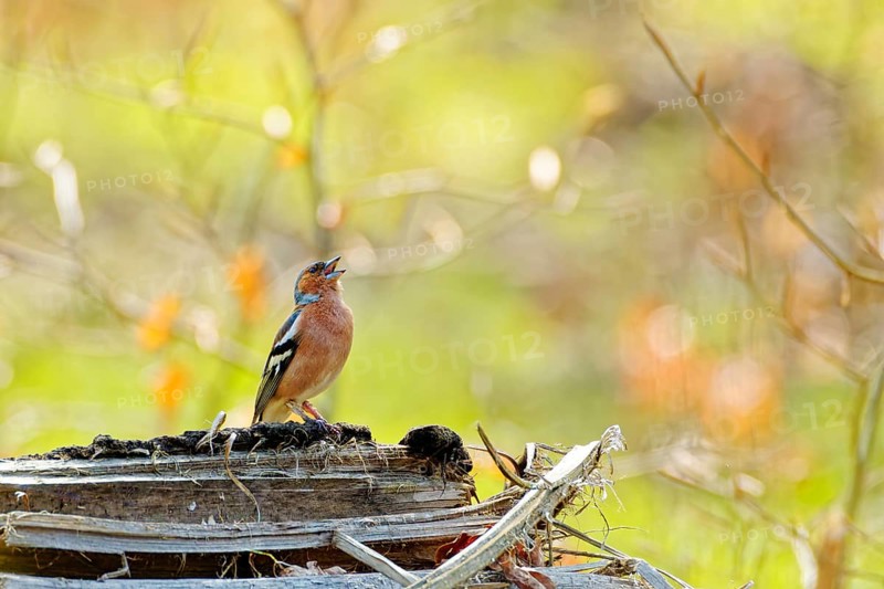Male chaffinch (Fringilla coelebs) singing while perched on old wooden log in spring forest, natural habitat, wildlife scene, Poland