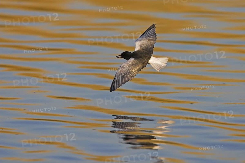 White-winged Tern (Chlidonias leucopterus) flying, Lesvos, Greece