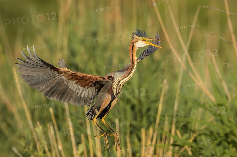 Purple Heron (Ardea purpurea) flying, Baden-Wuerttemberg, Germany