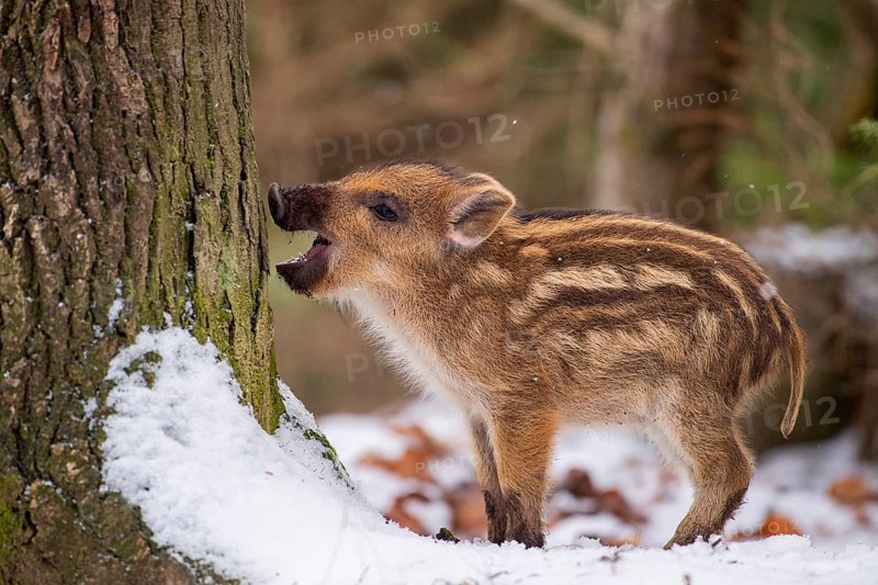 Wild boar (Sus scrofa) in the snow, fresh boar, Melle, Lower Saxony, Germany