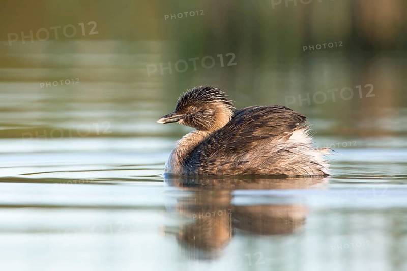 Hoary-headed Grebe (Poliocephalus poliocephalus), Victoria, Australia