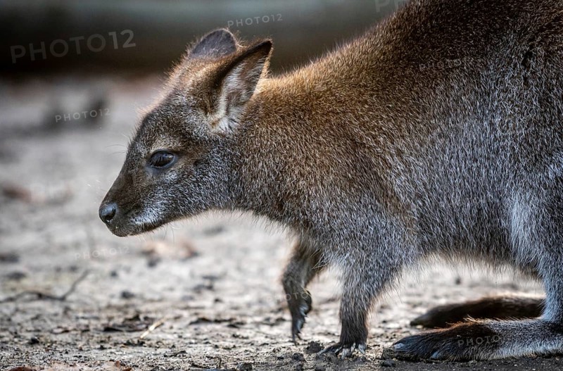 A close-up image capturing the details of a young swamp wallabyâ€™s fur and facial features as it moves across a rugged surface
