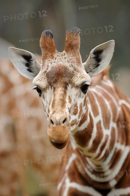 Expressive giraffe face in detailed view, showing the typical fur pattern, reticulated giraffe (Giraffa camelopardalis reticulata), captive