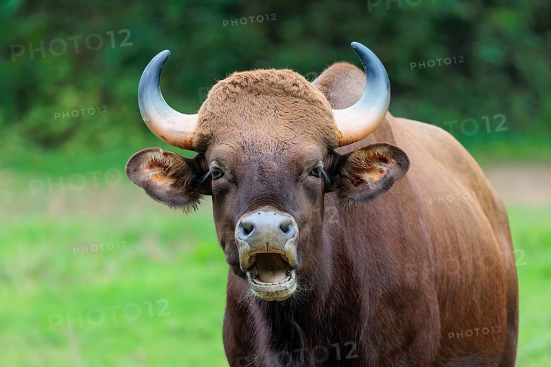 Portrait of a male Gaur (Bos gaurus gaurus) on a pasture. Indian subcontinent and Southeast Asia