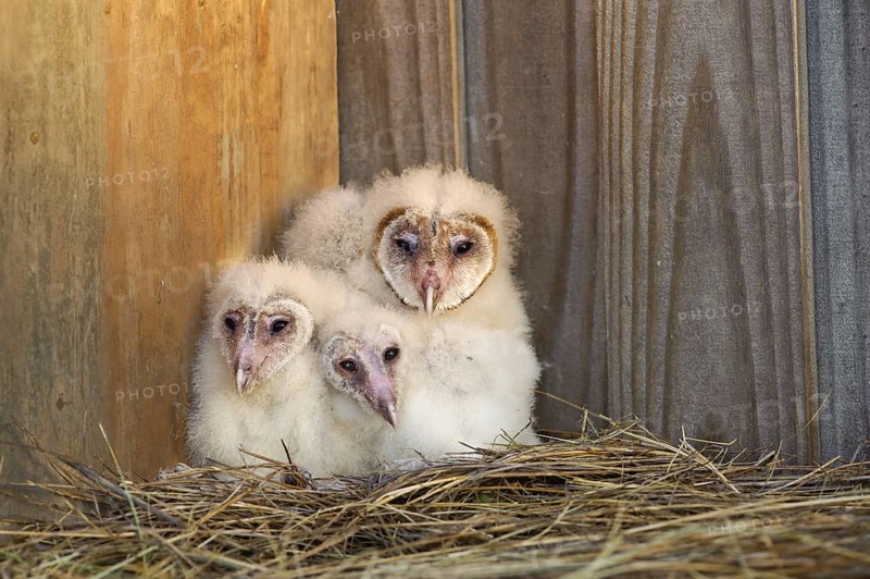 Western Barn Owl (Tyto alba) juvenile, Florida, USA