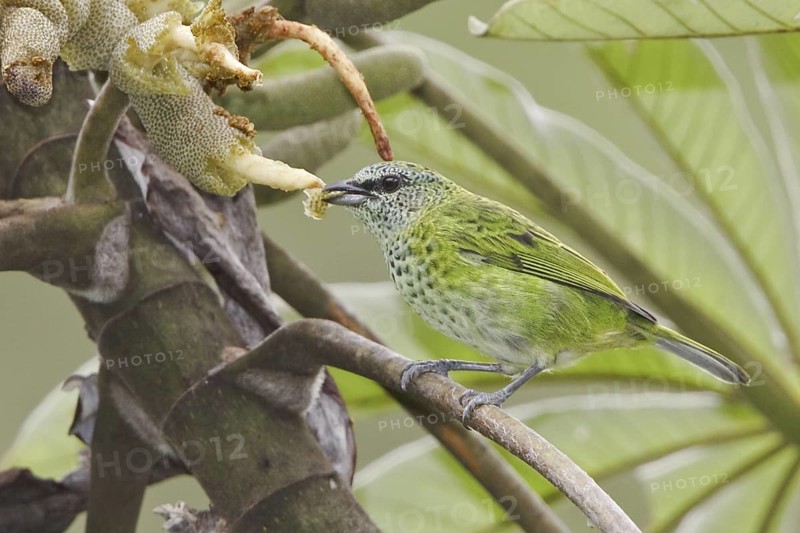 Spotted Tanager (Tangara punctata), Ecuador