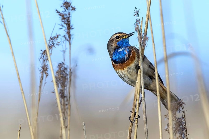 Bluethroat (Luscinia svecica cyanecula) male perched in reedbed, Mecklenburg-Western Pomerania, Germany