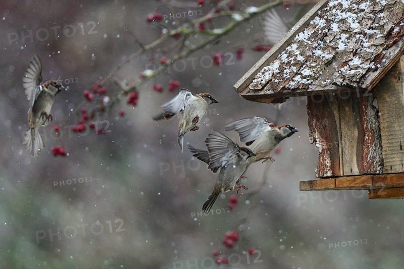House Sparrow (Passer domesticus) group flying to a feeding house, Baden-Wuerttemberg, Germany