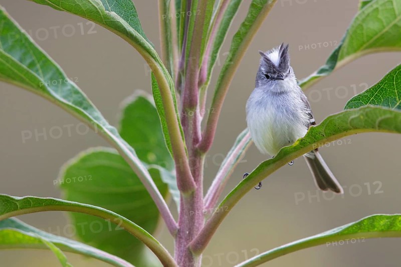 White-crested Tyrannulet (Serpophaga subcristata) perched on a branch in the Atlantic rainforest of southeast Brazil