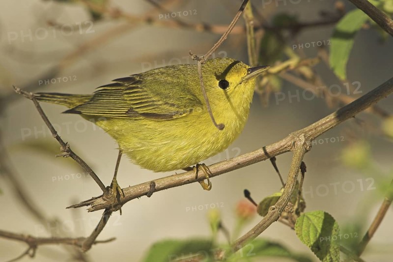 Wilson's Warbler (Cardellina pusilla) female, Costa Rica