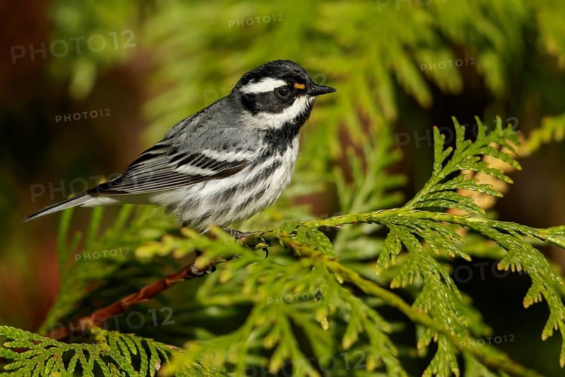 Black-throated Gray Warbler (Dendroica nigrescens) perched on a branch in British Colombia, Canada