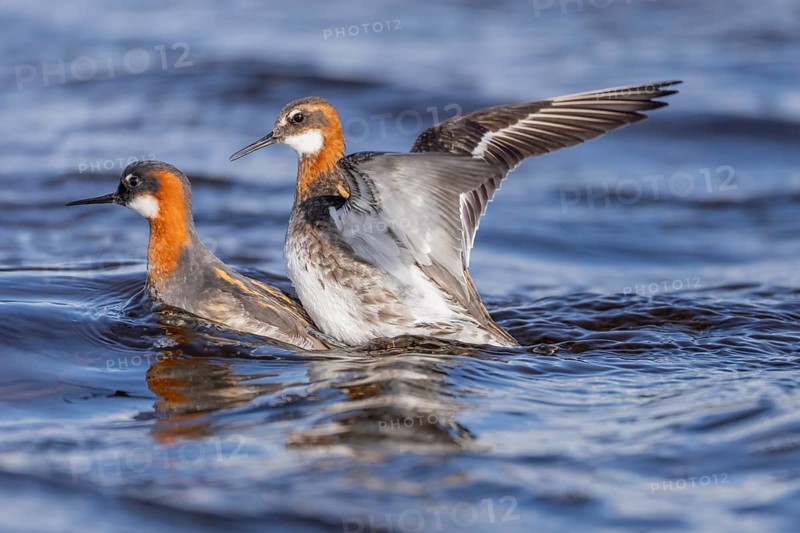 Odin's chicken (Phalaropus lobatus), plumage, pair, copulation, Vadsö, Varangerfjord, Norway