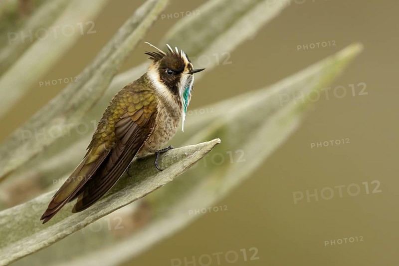 Green-bearded Helmetcrest (Oxypogon guerinii) perched on a branch in the Andes mountains in Colombia