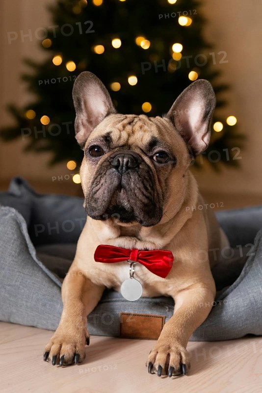 A charming French bulldog wearing a red bow tie sits in a cozy bed against a backdrop of a blurred Christmas tree with twinkling lights, exuding warmth and festivity