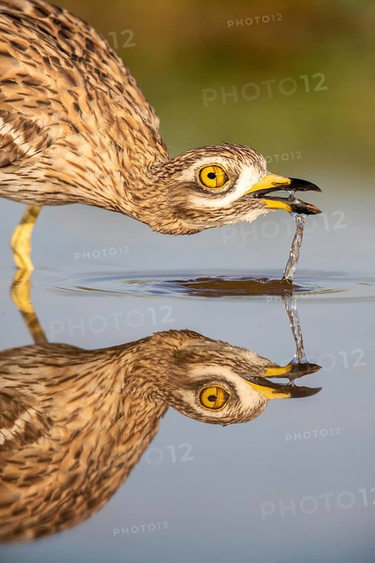 Eurasian Stone-curlew (Burhinus oedicnemus) drinking, Castile-La Mancha, Spain