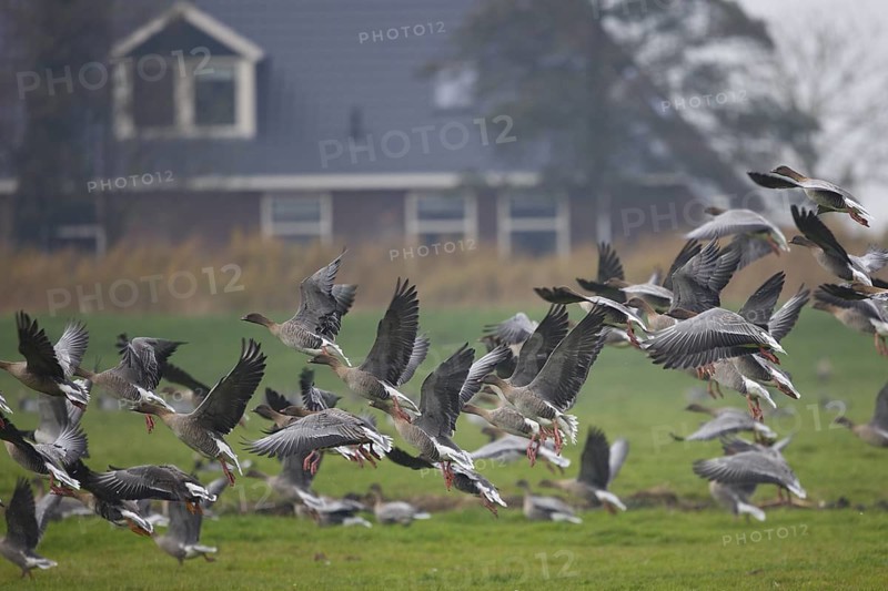 Pink-footed Goose (Anser brachyrhynchus) flying, Friesland, Netherlands