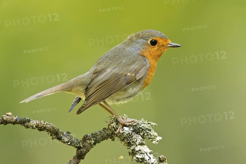 European Robin (Erithacus rubecula), Germany