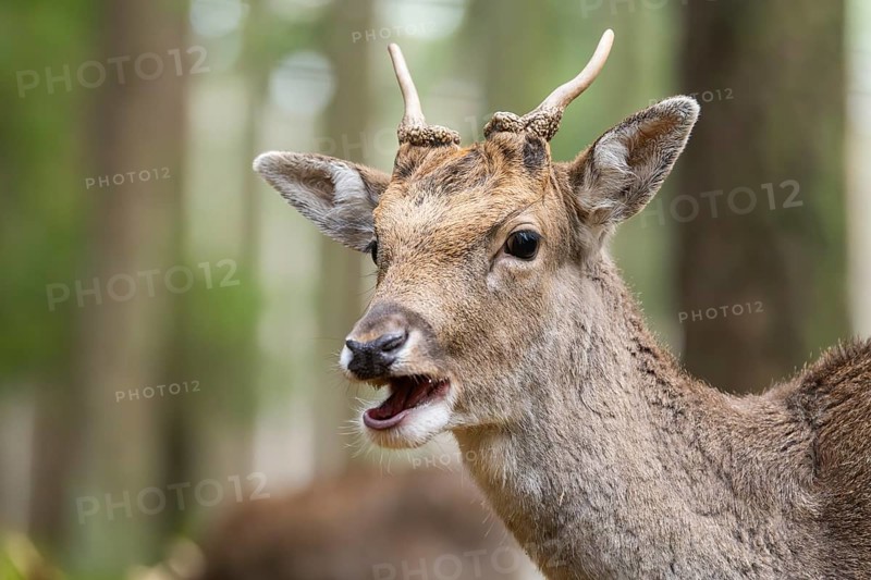 European fallow deer (Dama dama) buck, portrait, in a forest in autumn, Bavaria, Germany