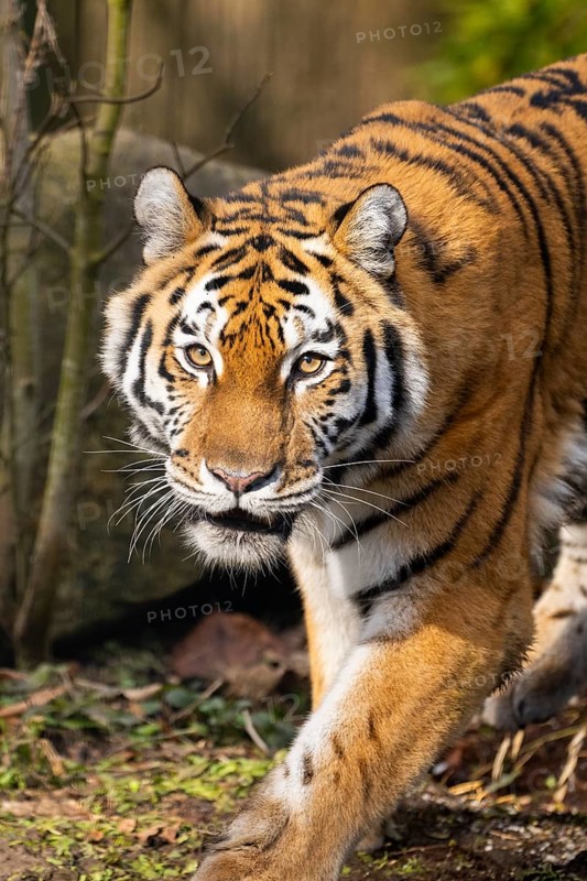 Siberian tiger (Panthera tigris tigris) attacking aggressively in a forest, captive, incidence in Russia and Northeast China