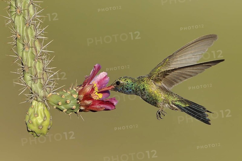 Broad-billed Hummingbird (Cynanthus latirostris), Arizona, USA