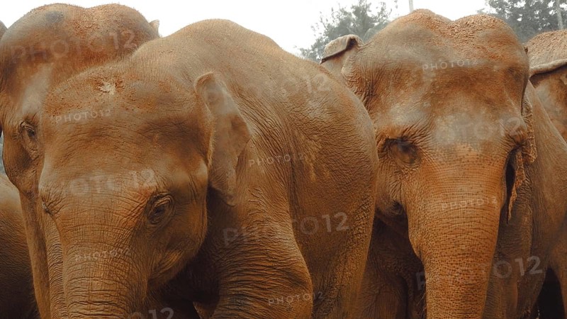A group of Asian elephants (elephus maximus) standing close together creates a sense of cohesion, Pinnawela Elephant Orphanage, Sri Lanka