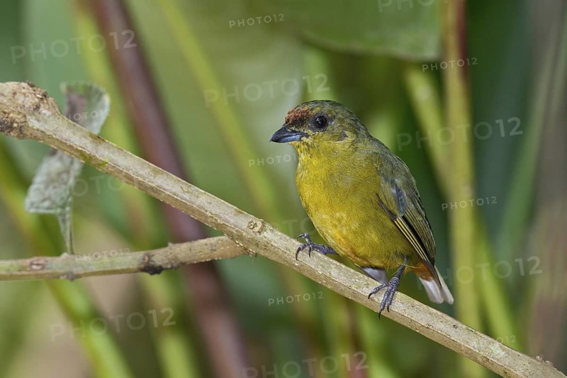 Olive-backed Euphonia (Euphonia gouldi) female, Costa Rica