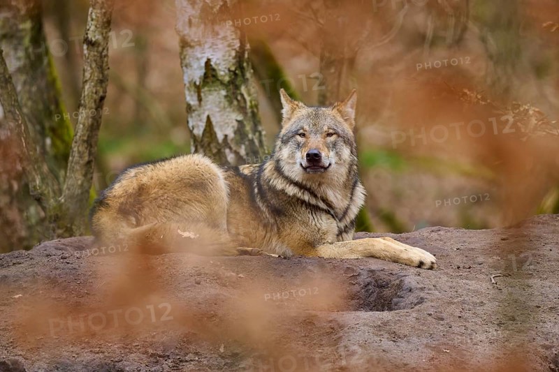 A wolf lying on the ground looks attentively into the distance in autumn forest, Wolf (Canis Lupus), Germany