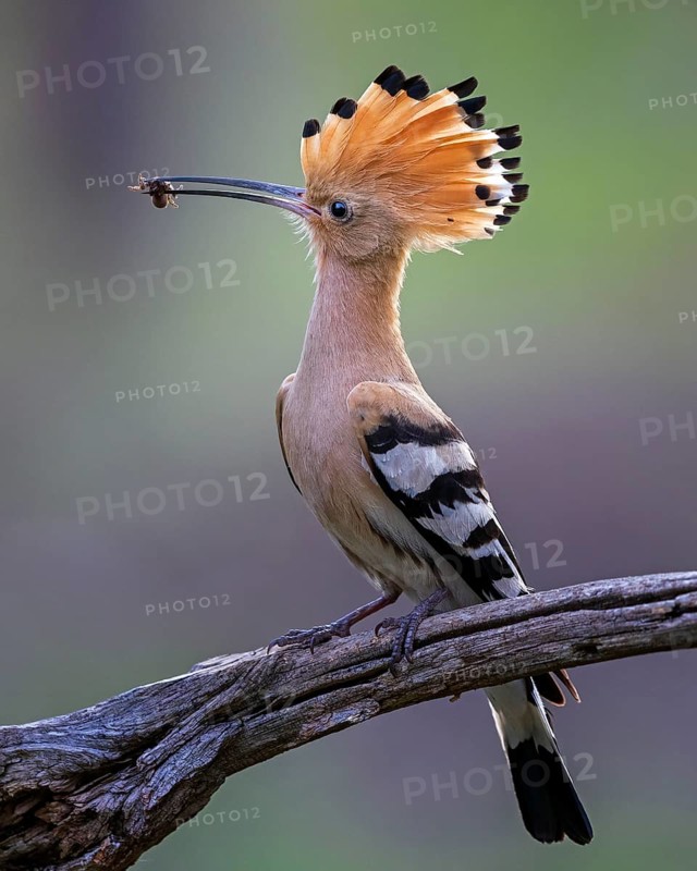 Eurasian Hoopoe (Upupa epops) with food in beak, Saxony-Anhalt, Germany
