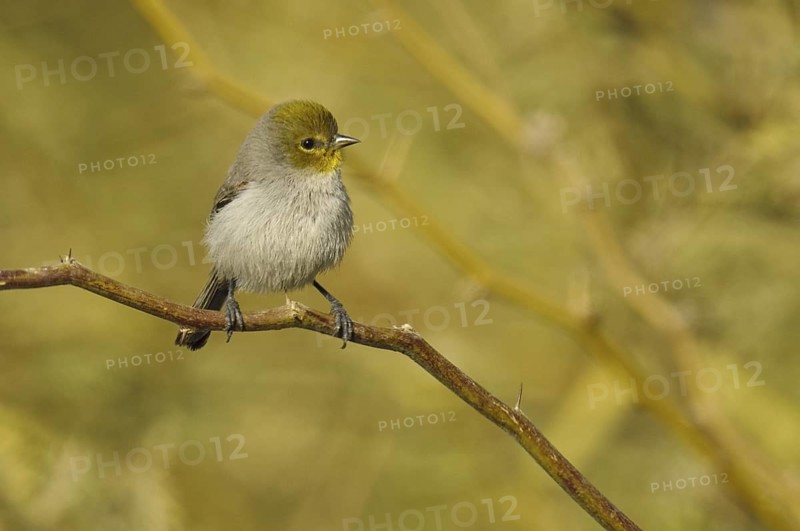 Verdin (Auriparus flaviceps), Arizona, USA