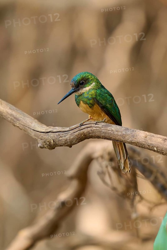 A small, greenish bird resting on a branch in its natural habitat, Rufous-tailed jacamar (Galbula ruficauda), Pantanal, Mato Grosso, Brazil