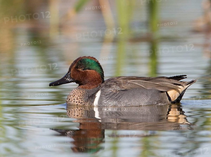 Green-winged Teal (Anas carolinensis) male, Florida, USA