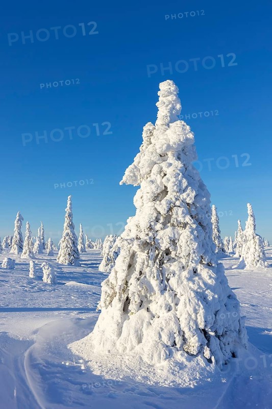 Tykky forest, snow covered spruce tree on the taiga in winter, Riisitunturi National Park in Finnish Lapland near Posio, Koillismaa, Finland