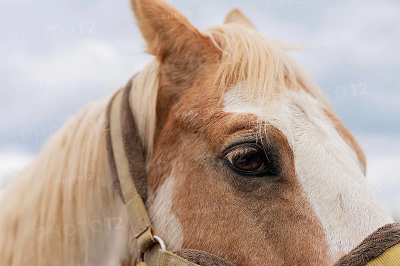 A detailed close-up of a horse's eye showcases the beautiful textures of its coat and mane. The image features a soft, cloudy sky backdrop, highlighting the horse's serene expression