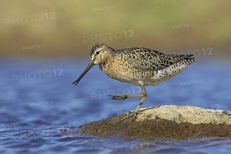 Short-billed Dowitcher (Limnodromus griseus), Manitoba, Canada