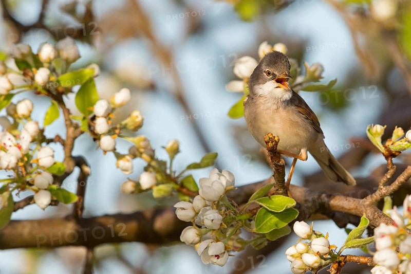 Whitethroat, (Sylvia communis), songbird, animals, birds, genus. of Curruca, NSG Der Spieß, Rheindürkheim, Rhineland-Palatinate, Federal Republic of Germany