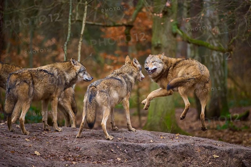 A wolf jumps in front of a group of other wolves in the forest, Wolf (Canis lupus), Germany