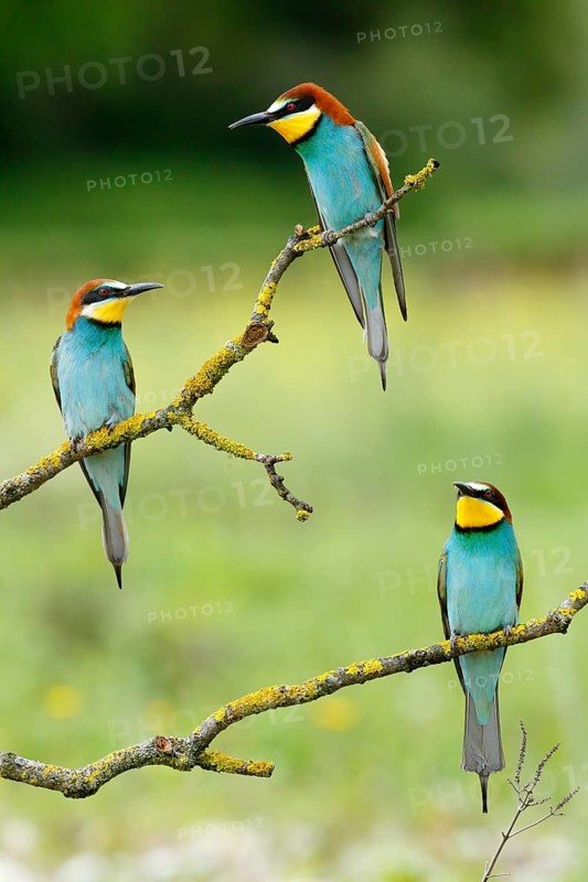 European Bee-eater (Merops apiaster), Andalusia, Spain