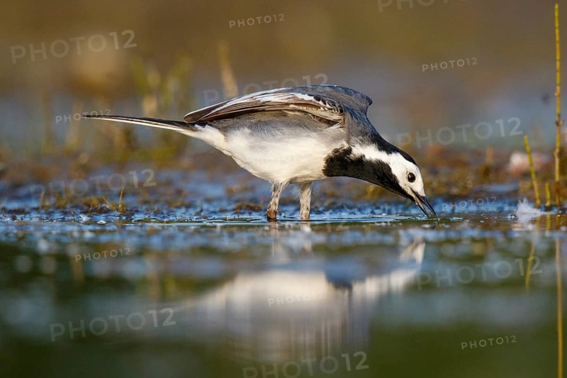 White Wagtail (Motacilla alba), North Rhine-Westphalia, Germany
