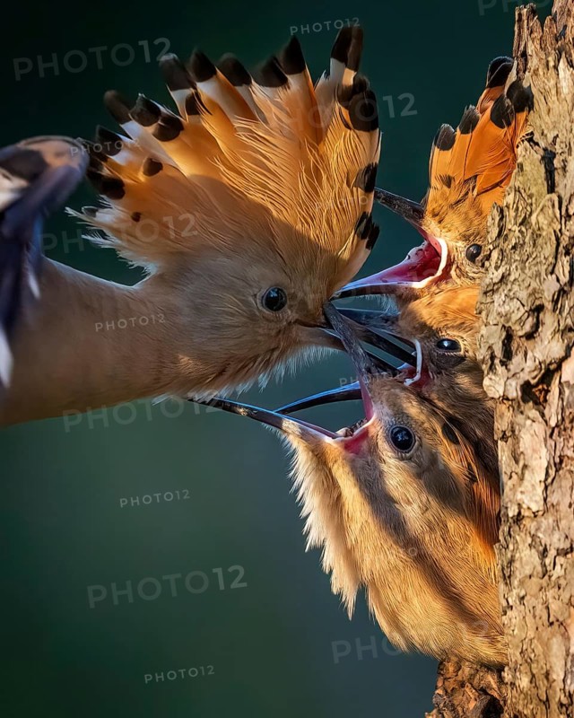 Eurasian Hoopoe (Upupa epops) feeding chicks in breeding cavity, Saxony-Anhalt, Germany