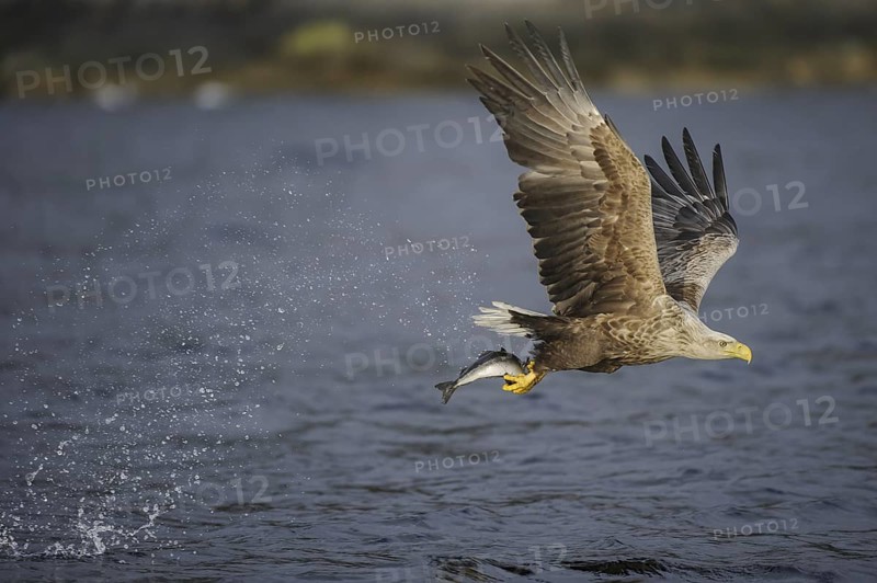 White-tailed Eagle (Haliaeetus albicilla) flying, Nord-Trondelag, Norway