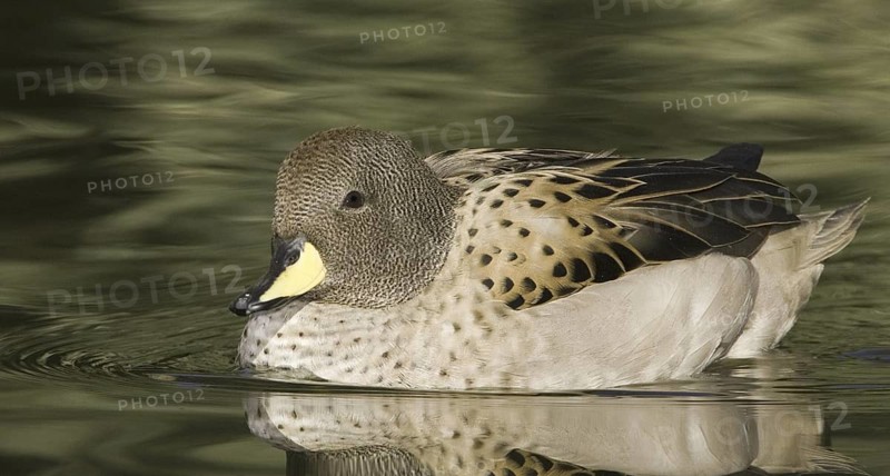 Yellow-billed Teal (Anas flavirostris), Arizona, USA
