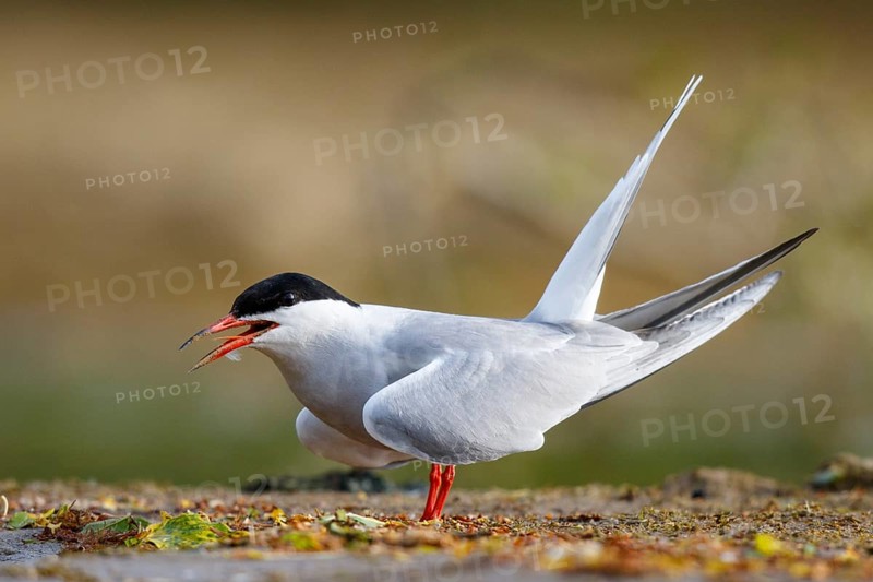 Common Tern (Sterna hirundo) calling, North Rhine-Westphalia, Germany