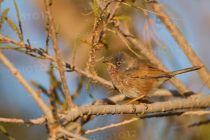 Tristrams Warbler - Atlasgrasmücke - Sylvia deserticola, Morocco, adult