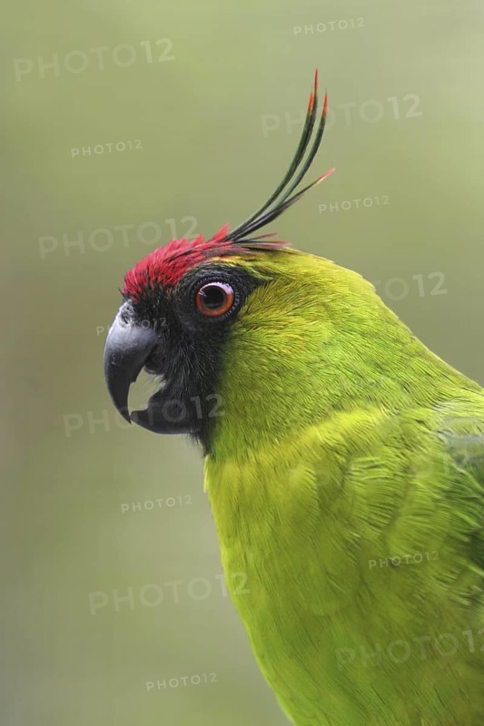 Ouvea Parakeet (Eunymphicus uvaeensis), Australia