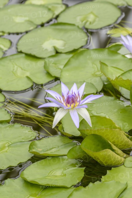 Water lily (Nymphaea colorata), Botanical Garden, Munich, Bavaria, Germany