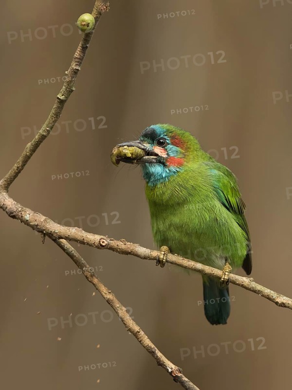 Blue-eared Barbet (Psilopogon duvaucelii cyanotis) perched on a fig tree with fig in beak, West Bengal, India